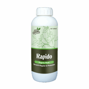 Rapido